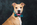 Plano vertical fotografía canina