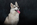 Plano vertical fotografía canina