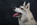 Plano vertical fotografía canina