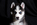 Plano vertical fotografía canina